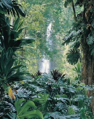 Un exuberante bosque tropical con una cascada al fondo.