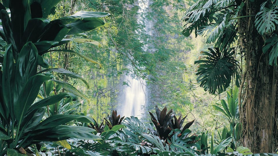 A lush tropical forest with a waterfall in the background.