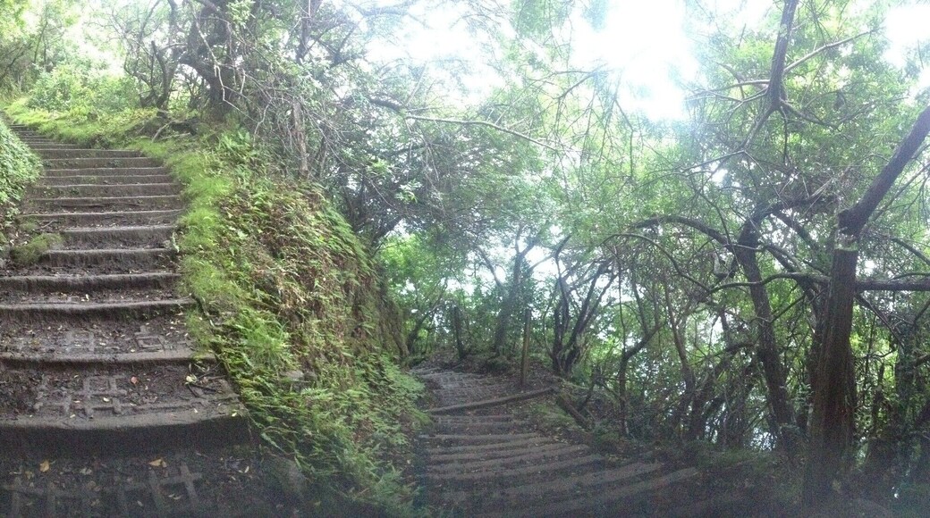 We decided to hike down to the Leper Colony down the tallest sea cliffs in the world. There were 26 switchbacks with an elevation of over 1600 feet. You can take a mule ride, but we decided not to spend the money on it. If you're not an avid hiker, take the mule ride!