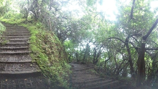 We decided to hike down to the Leper Colony down the tallest sea cliffs in the world. There were 26 switchbacks with an elevation of over 1600 feet. You can take a mule ride, but we decided not to spend the money on it. If you're not an avid hiker, take the mule ride!
