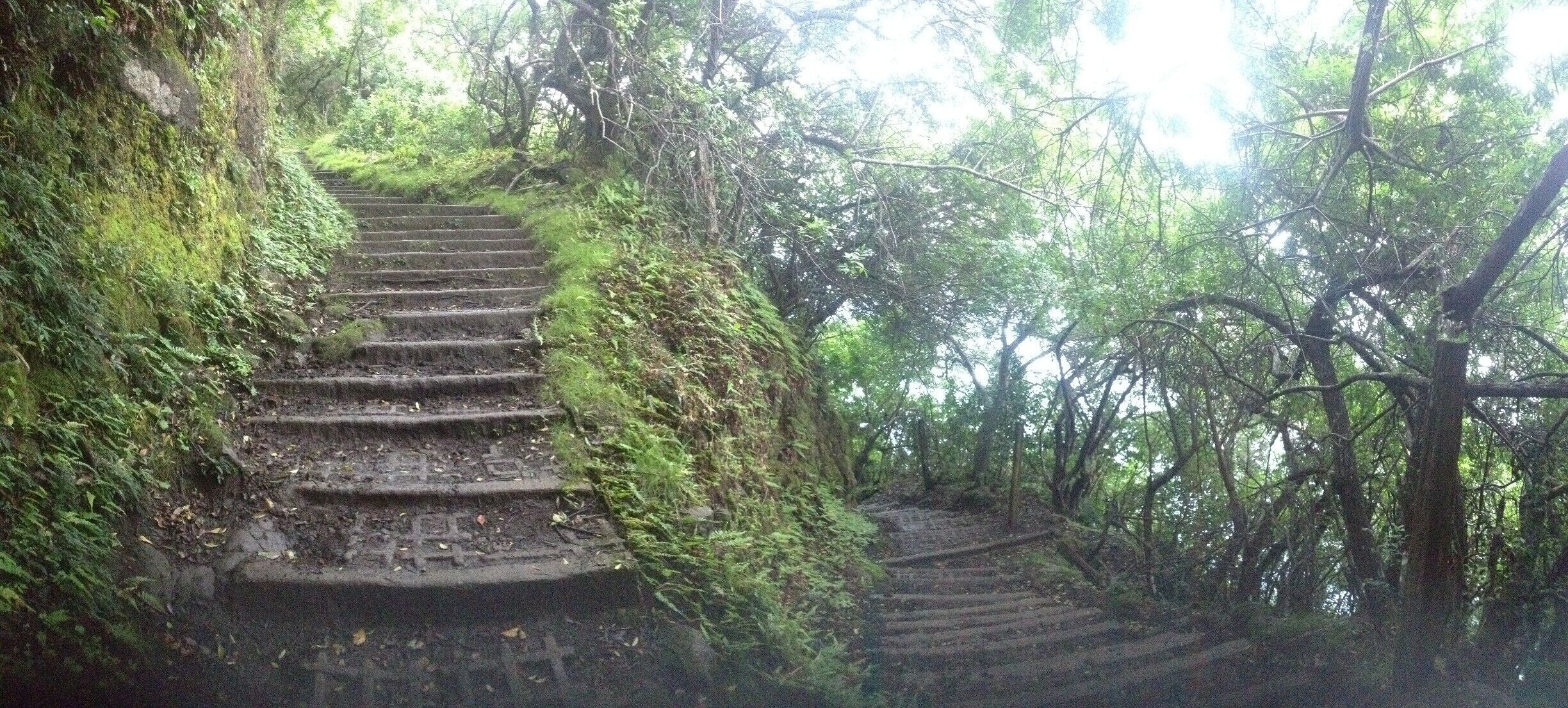 A set of stone steps surrounded by dense forest.