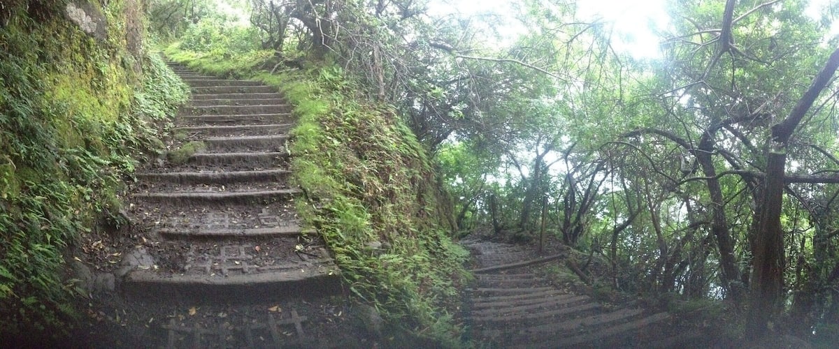 A set of stone steps surrounded by dense forest.