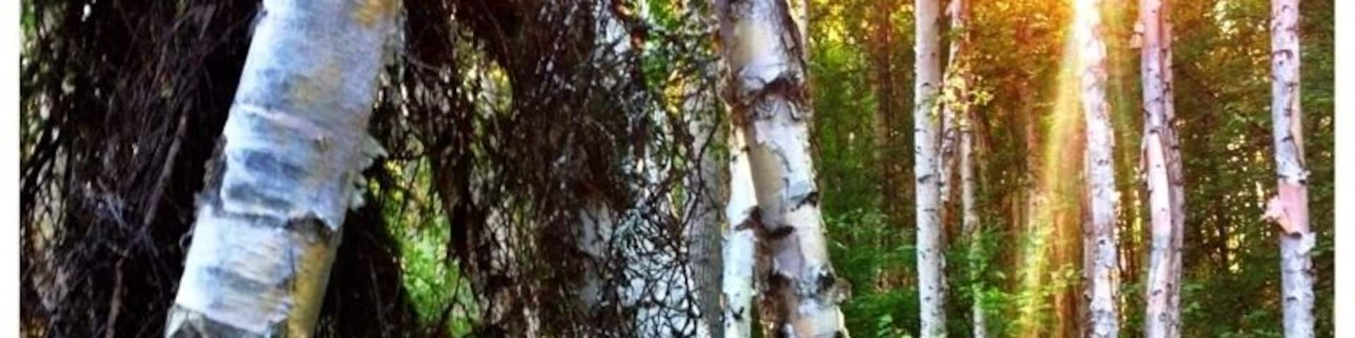 The boreal trail! (beautiful but deadly. Bring lots of mosquito spray!)