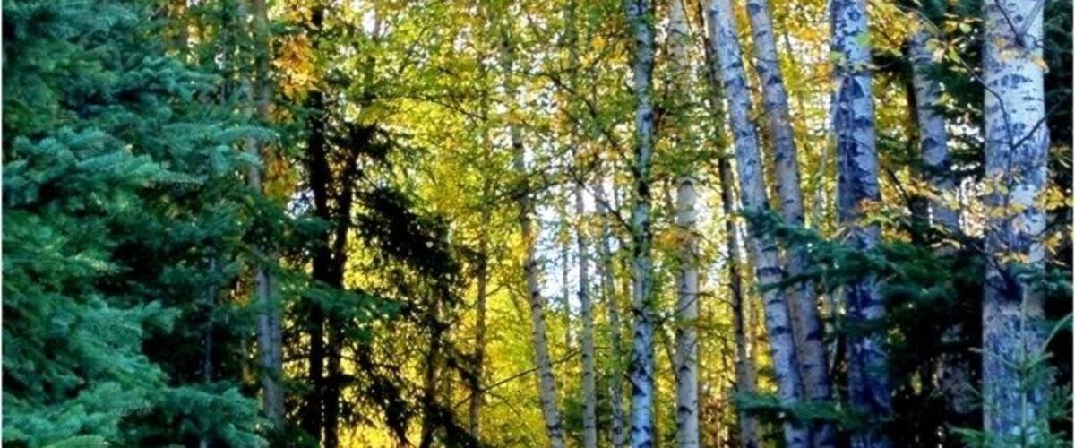 Taiga trail to Wander Lake ( GREAT place to view wildlife!)