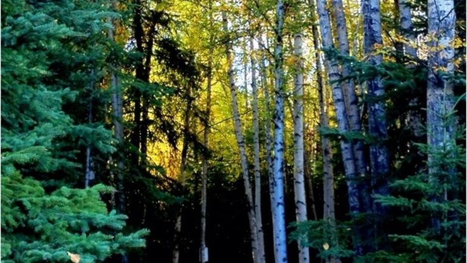 Taiga trail to Wander Lake ( GREAT place to view wildlife!)