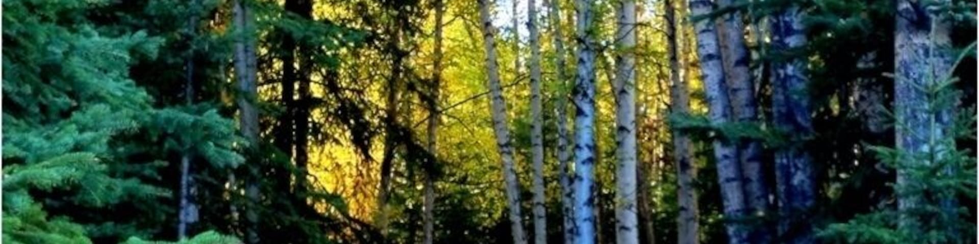 Taiga trail to Wander Lake ( GREAT place to view wildlife!)