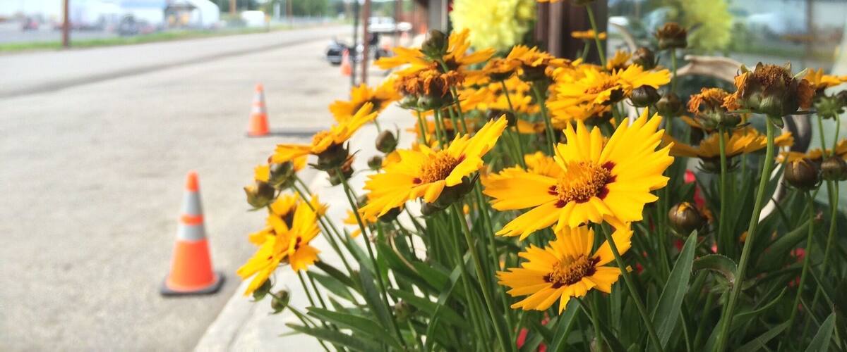 The unnoticed flowers