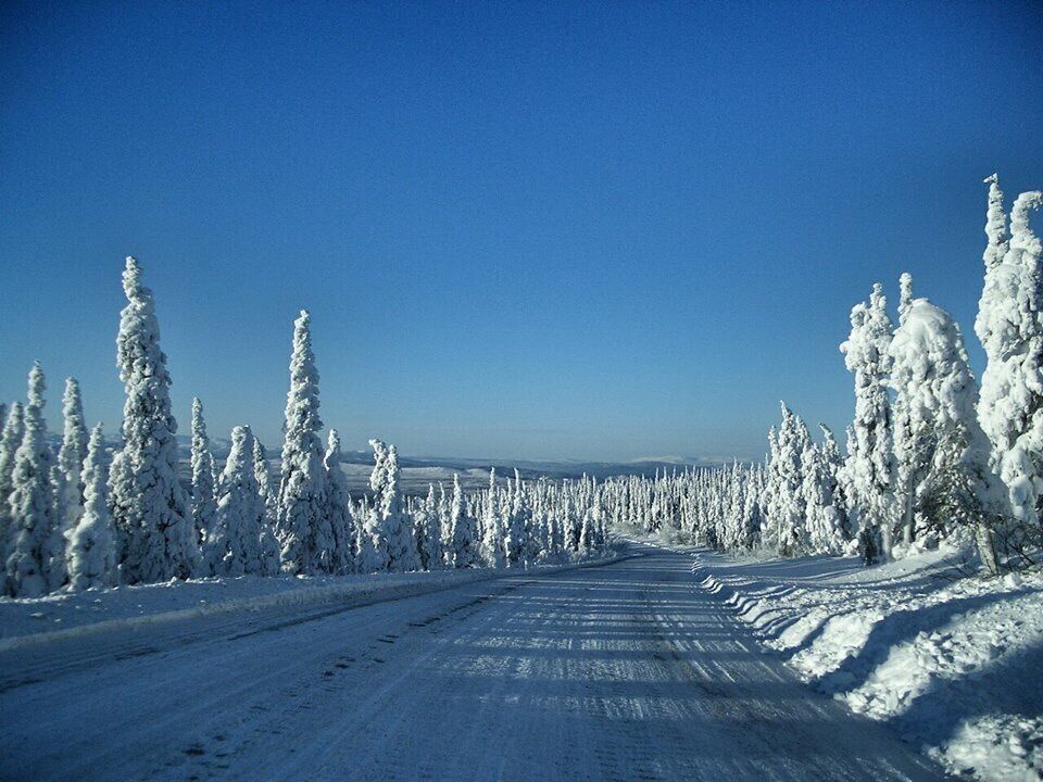Uma estrada coberta de neve, ladeada por árvores perenes densas sob um céu azul claro.
