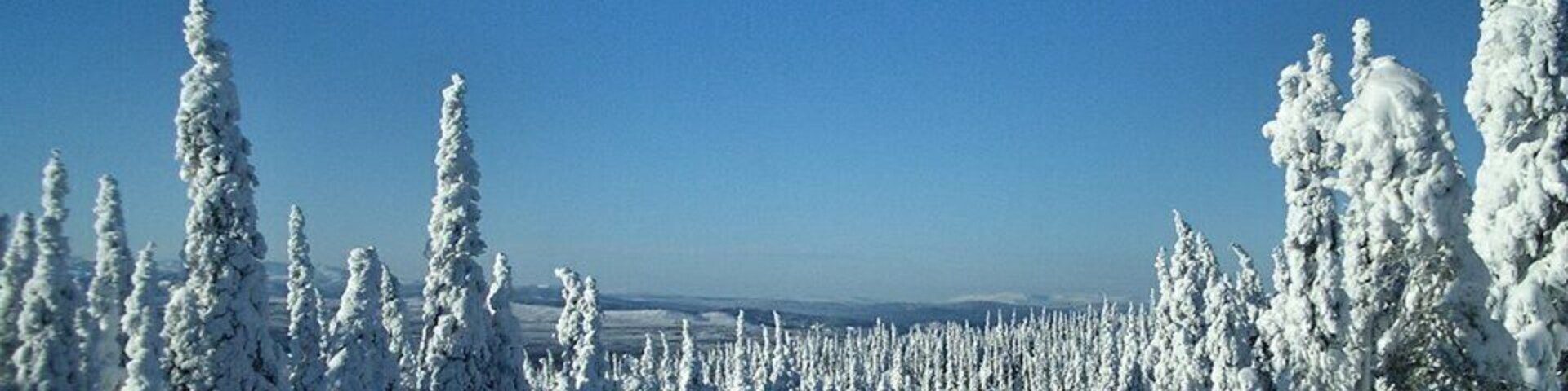 Uma estrada coberta de neve, ladeada por árvores perenes densas sob um céu azul claro.
