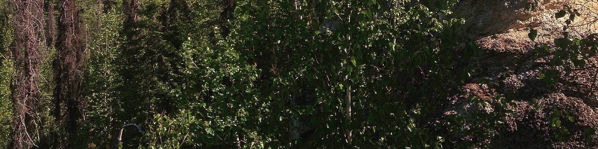 Angel Rocks Trail in Chena River State Recreation Area.