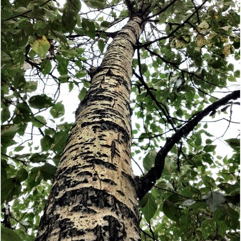 The trees here seem to take on a different appearance as the cold season creeps closer