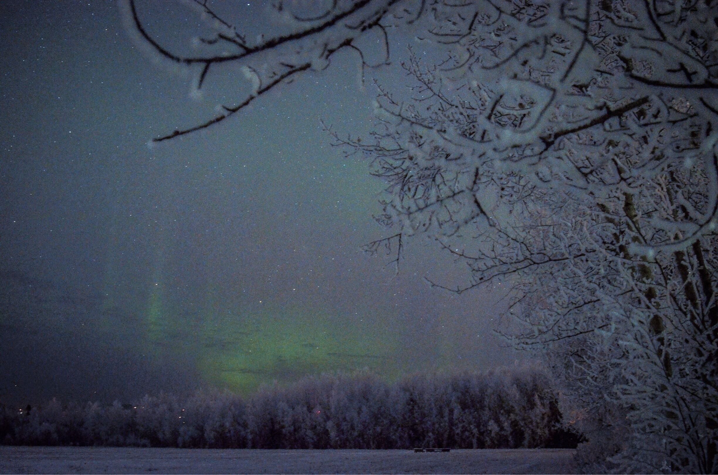 A beautiful aurora dancing over fairbanks  and it's frosty trees #snow