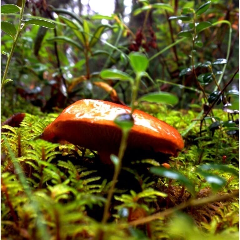 A mushroom walks into a bar and asks the bartender if she'll go on a date. She said no and he asks "why not? I'm a fungi!" :p