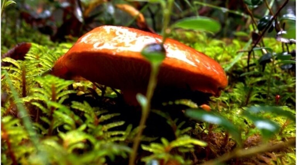 A mushroom walks into a bar and asks the bartender if she'll go on a date. She said no and he asks "why not? I'm a fungi!" :p