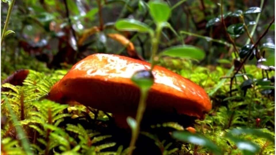 A mushroom walks into a bar and asks the bartender if she'll go on a date. She said no and he asks "why not? I'm a fungi!" :p