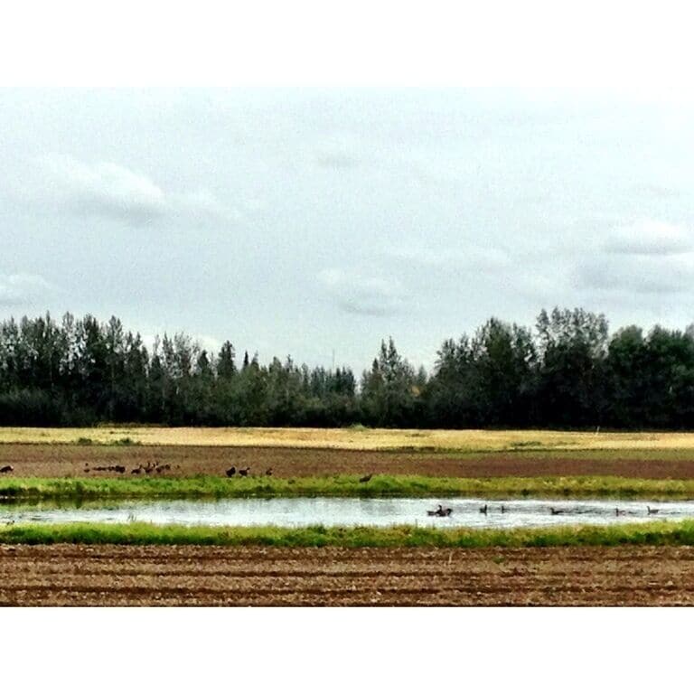 Another shot of a pond at creamers field that attracts a huge amount of birds, including wading birds and geese.