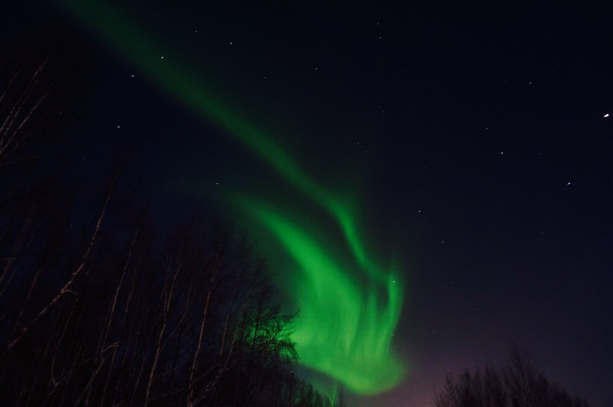 Nordlichter (Aurora Borealis) über einer bewaldeten Landschaft.