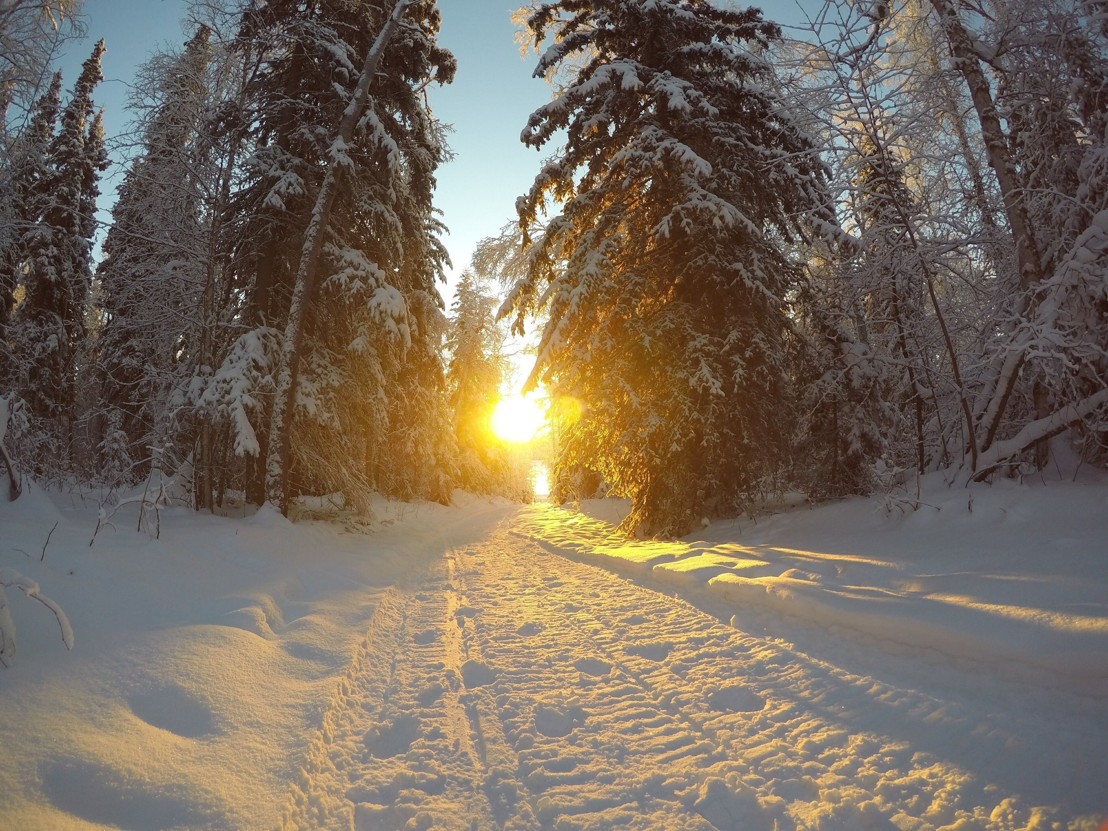 A snow-covered forest path with the sun shining through the trees.