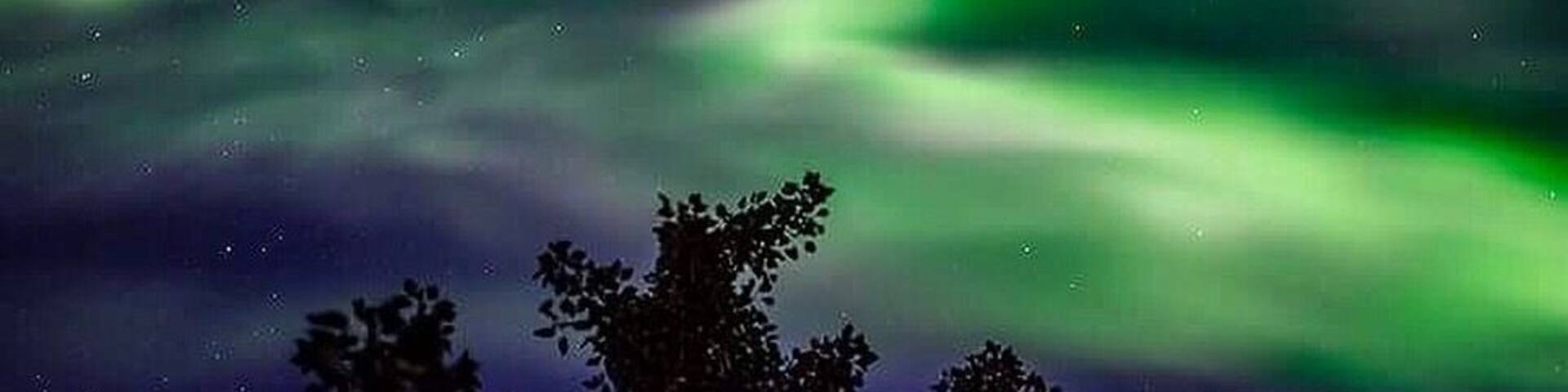 Las luces del norte (Aurora Boreal) sobre un cielo oscuro, con siluetas de árboles en primer plano.