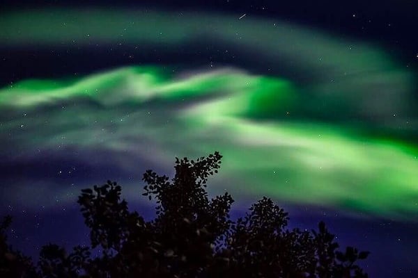 Nordlys (Aurora Borealis) over en mørk himmel med træers silhuetter i forgrunden.