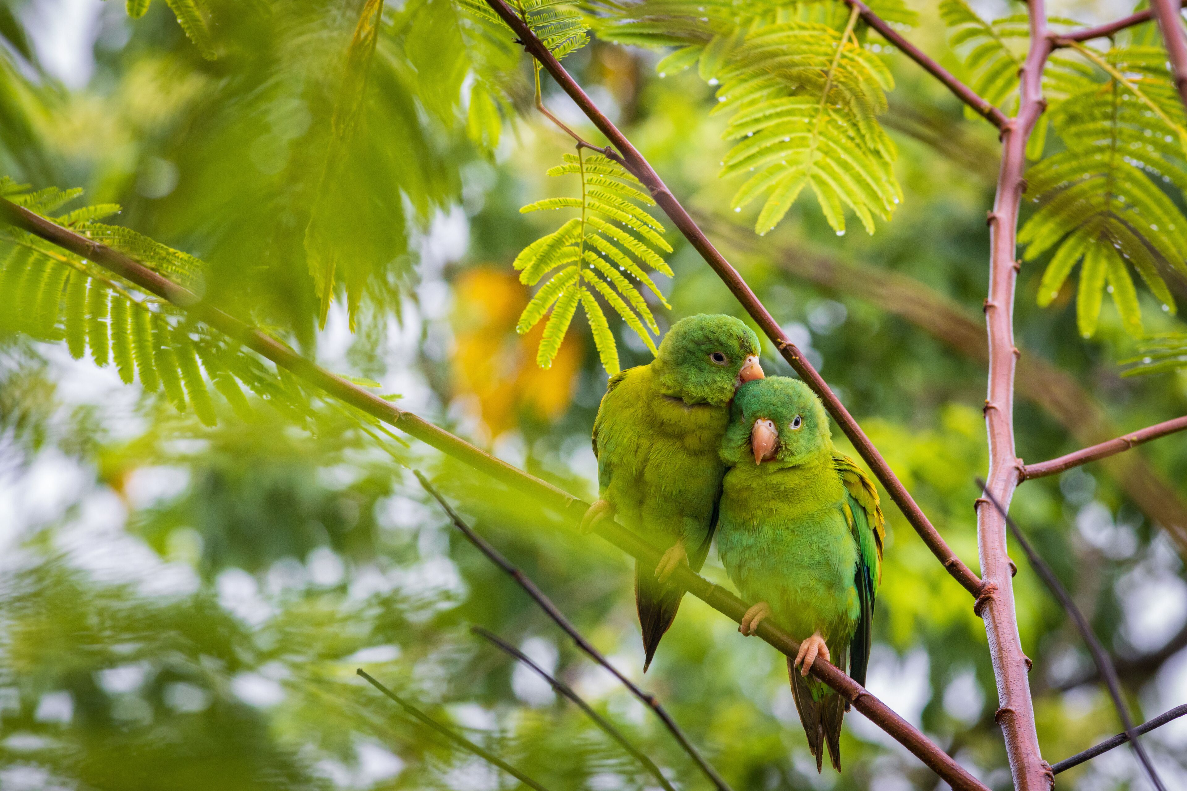 Multi colored bird in Arenal Volcano National Park (Costa Rica)