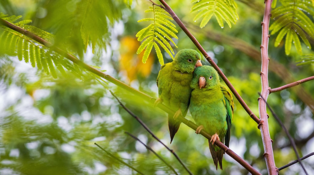 Multi colored bird in Arenal Volcano National Park (Costa Rica)