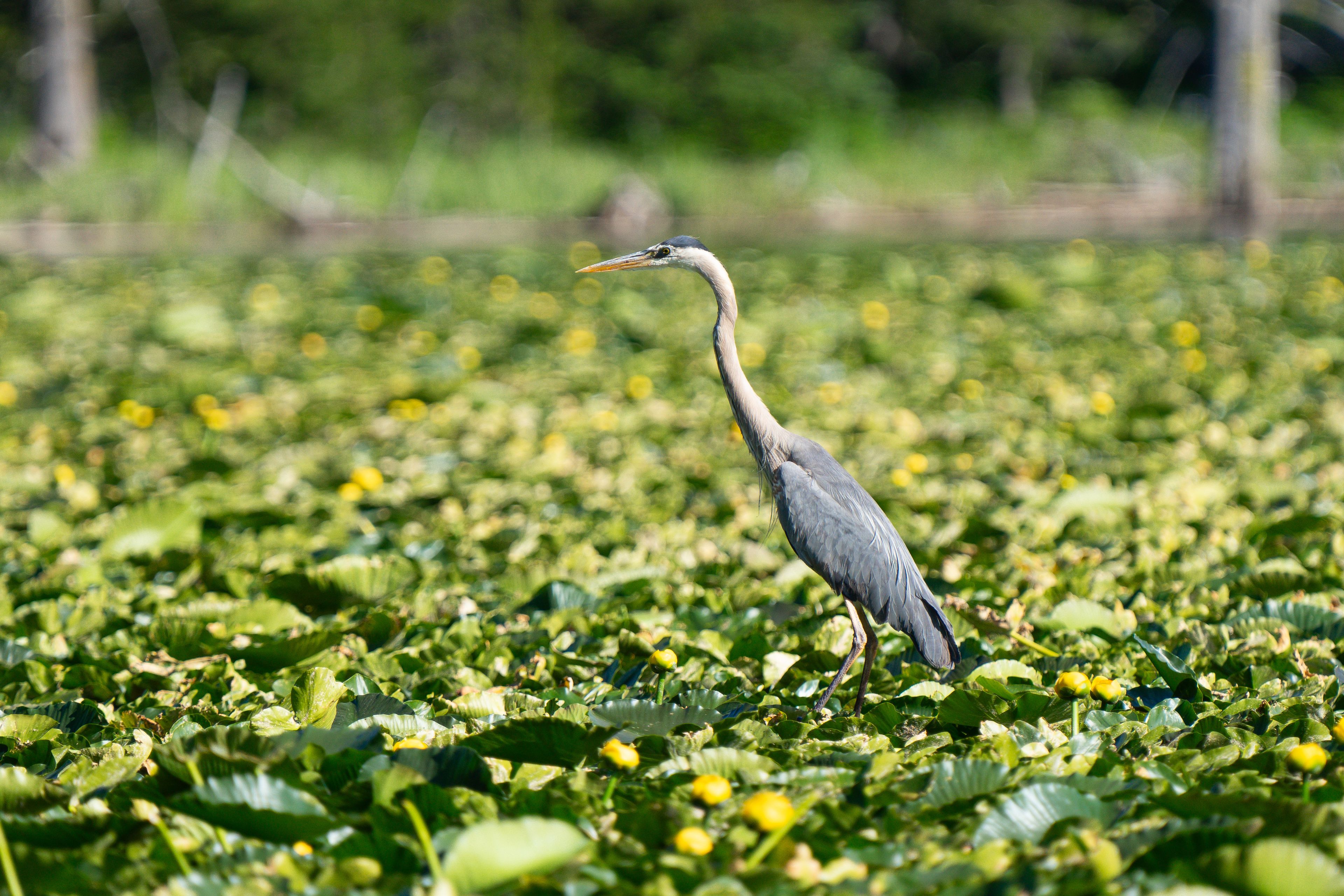 Blue heron in green lilly pads on Jackson lake 