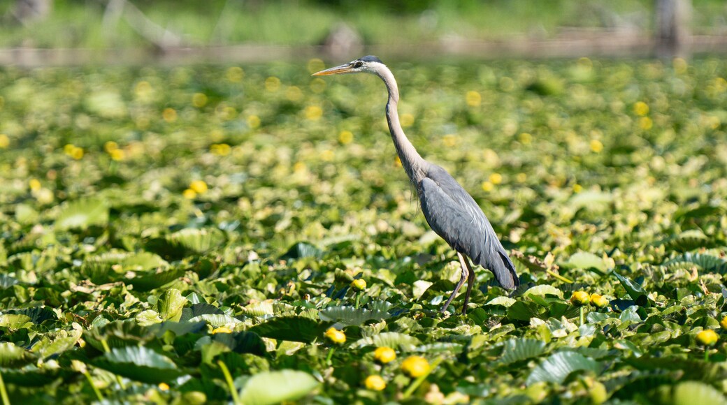 Blue heron in green lilly pads on Jackson lake