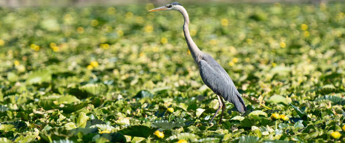 Blue heron in green lilly pads on Jackson lake