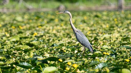 Blue heron in green lilly pads on Jackson lake