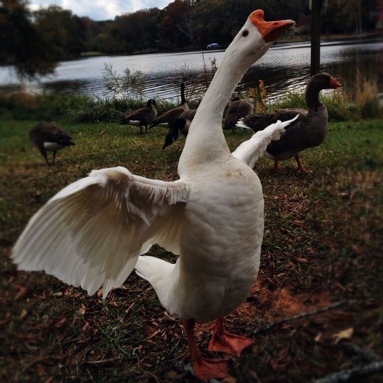 High falls state park is a perfect place for a picnic. While there we saw this guy, I think an African goose. And his gaggle. I was about half a foot away for this and he was bold enough to fly onto out table to try to nab some food. 