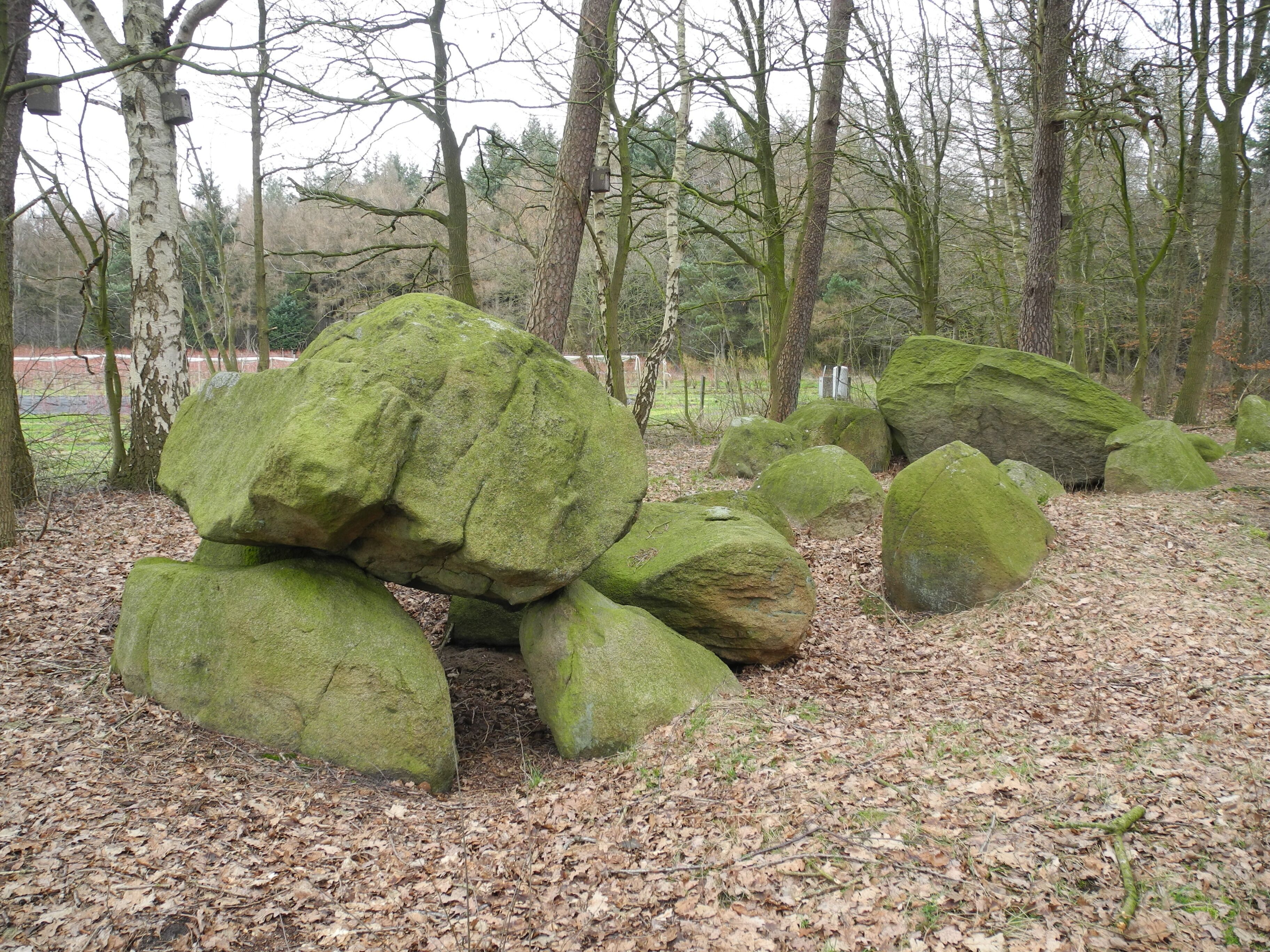 Large moss-covered rocks in a forested area.