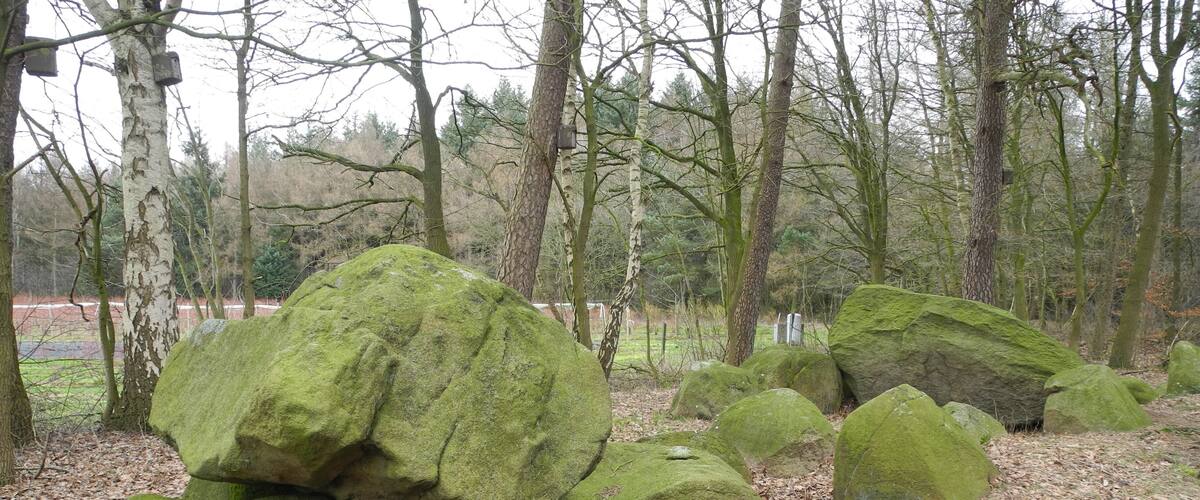 Large moss-covered rocks in a forested area.