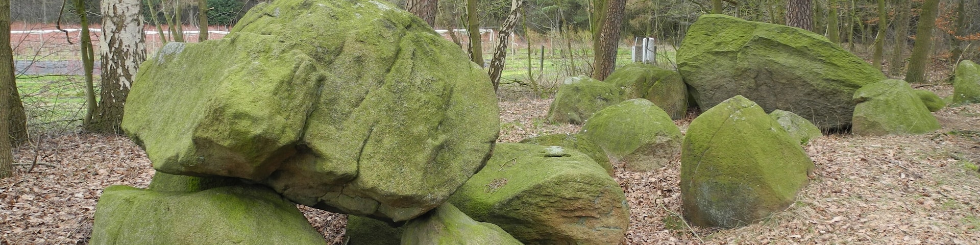 Large moss-covered rocks in a forested area.