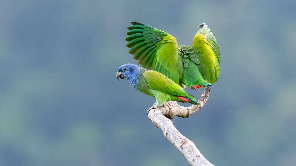 A parrot with green and blue feathers perched on a branch.