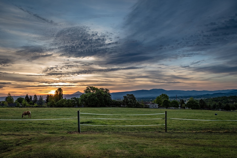 A blonde horse grazes in a field at sunrise near Jacksonville Oregon