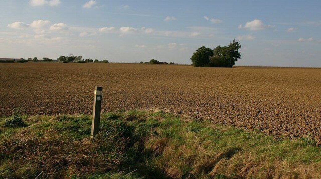Footpath to RAF Wethersfield The path crosses this ploughed field, to the small grove of trees in the distance.