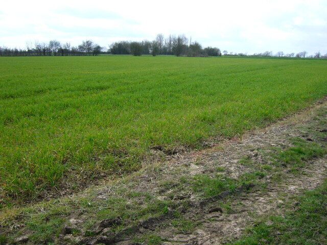 Finchingfield Moat Copse of trees in the distance is the overgrown moat to the west of Finchingfield