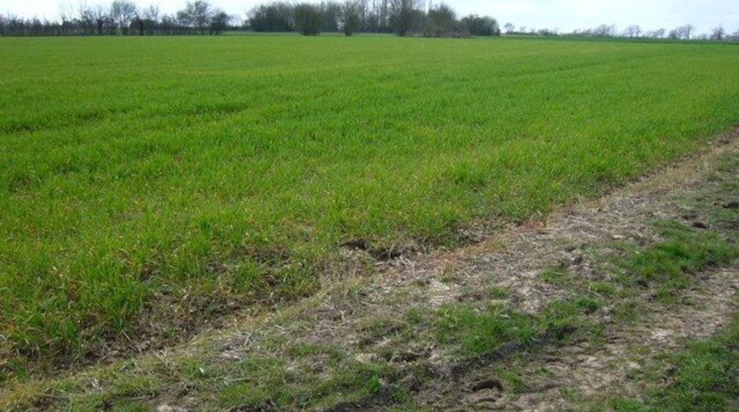 Finchingfield Moat Copse of trees in the distance is the overgrown moat to the west of Finchingfield