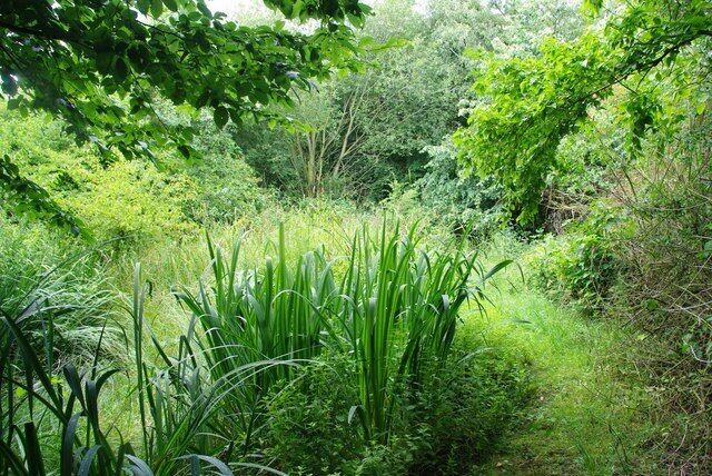 Wet Patch in Rolfes Land. What was once a pond in 1414214 is now merely a boggy bit http://www.essexwt.org.uk/