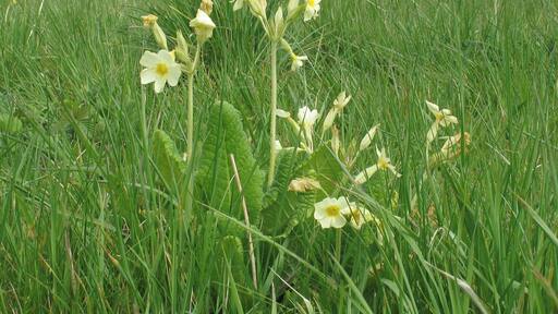 Oxlip in Piper's Meadow, Great Bardfield