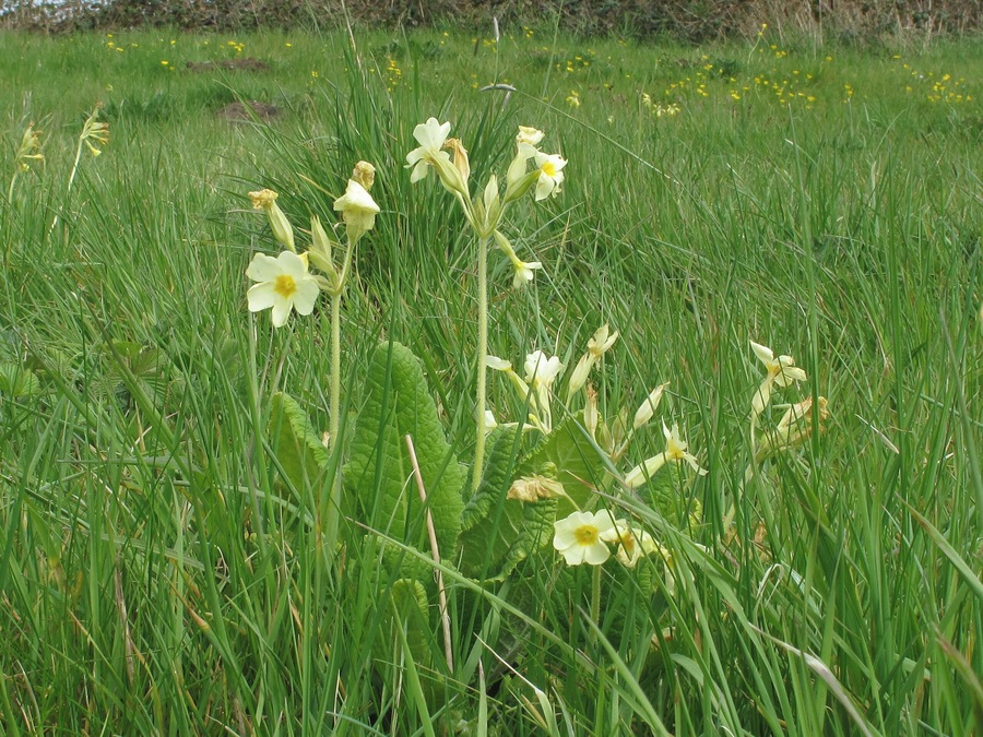 Oxlip in Piper's Meadow, Great Bardfield