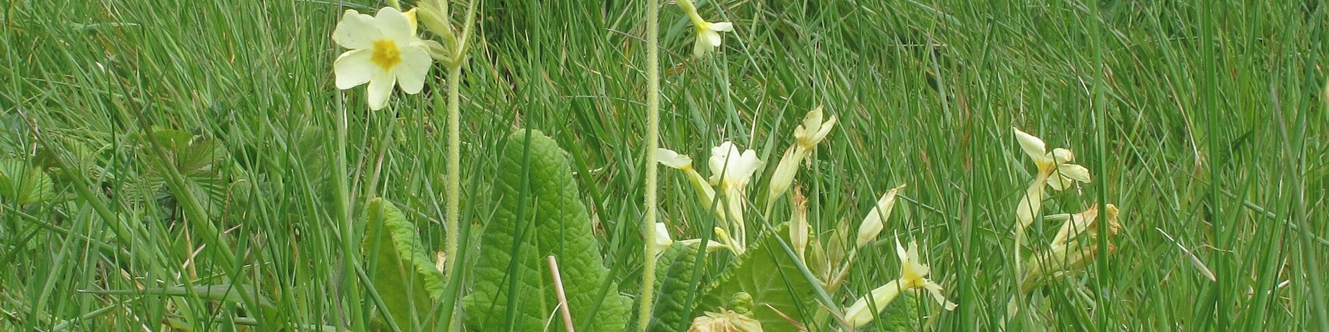 Oxlip in Piper's Meadow, Great Bardfield