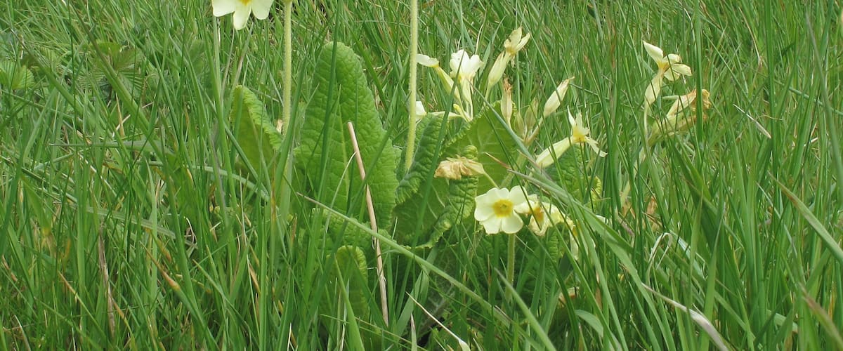 A field of yellow flowers with green grass.