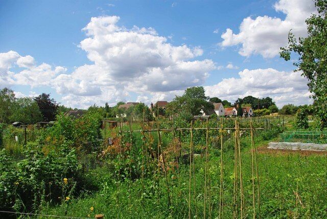 A garden with various plants and a wooden trellis structure.