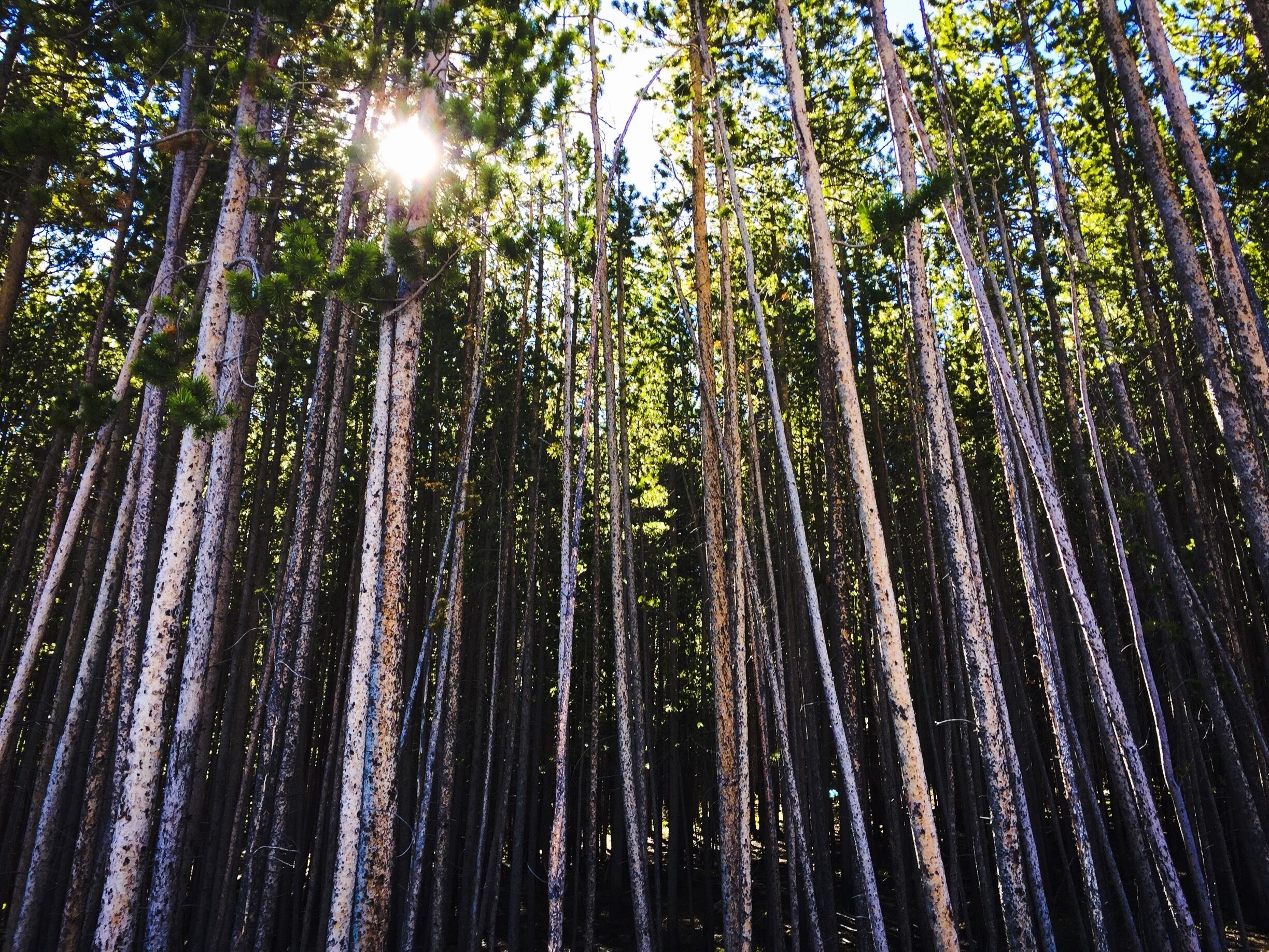 Beautiful stand of lodgepole pines graced our morning walk in Breckinridge. Lovely winding trails trails and thin air make for an interesting morning. 