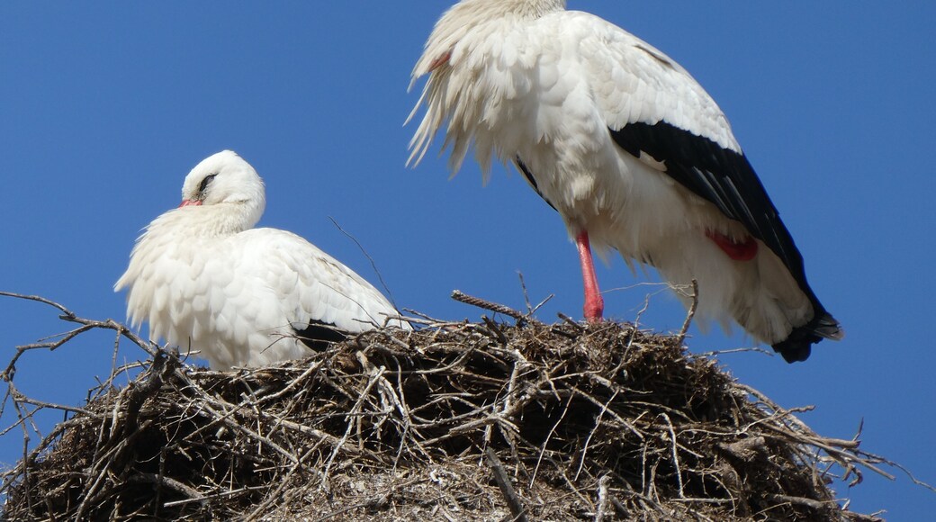 These beautiful birds are nesting at the top of the Church of Sao Pedro in Faro, Portugal. I can’t decide if their nests are larger than an eagles nest. Either way, these things are just huge.