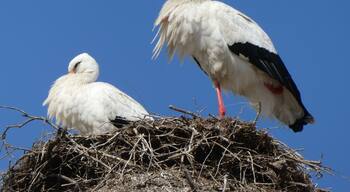 These beautiful birds are nesting at the top of the Church of Sao Pedro in Faro, Portugal. I can’t decide if their nests are larger than an eagles nest. Either way, these things are just huge.