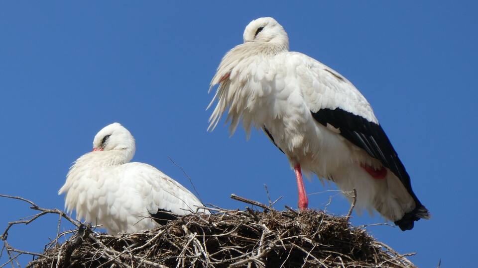 Zwei Störche stehen auf einem Nest, im Hintergrund ein klarer, blauer Himmel.