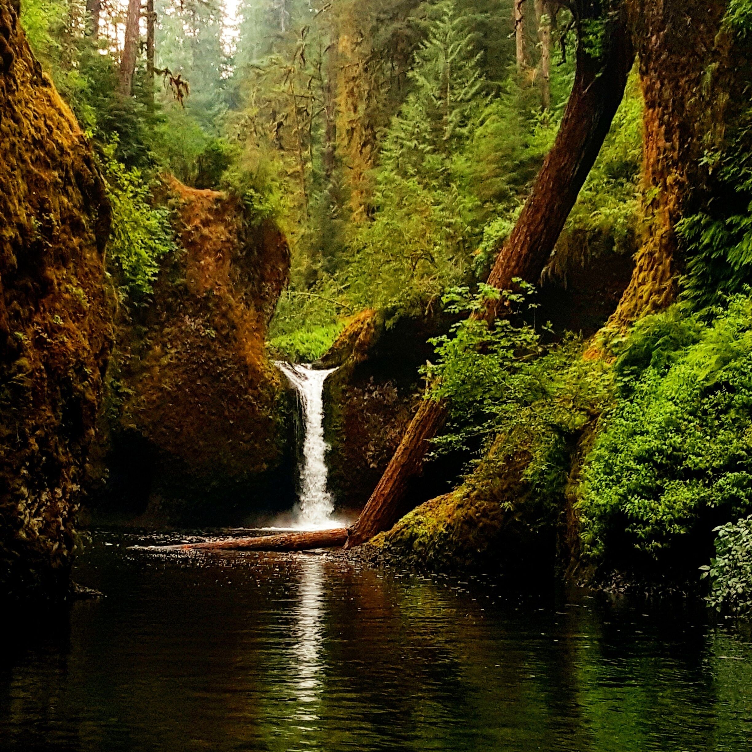 A forest with a waterfall and moss-covered rocks.